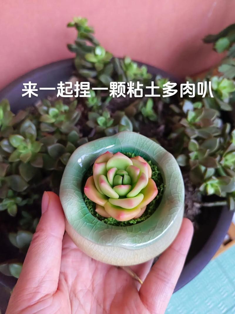 自制多肉养殖泥怎么配?-第2张图片-吾爱花网 自制多肉养殖泥怎么配?-第2张图片-吾爱花网