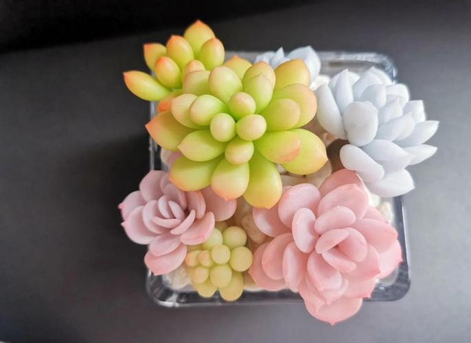 自制多肉养殖泥怎么配?-第1张图片-吾爱花网 自制多肉养殖泥怎么配?-第1张图片-吾爱花网