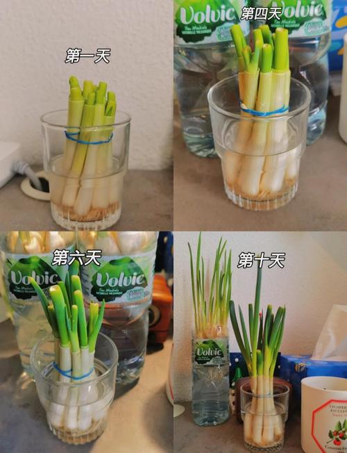 水培为何也算一种繁殖方式？-第2张图片-吾爱花网