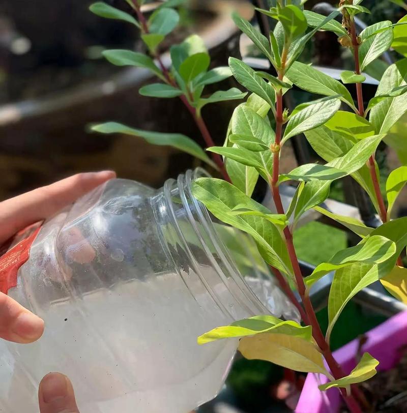 发酵淘米水水培绿萝能浇吗?-第1张图片-吾爱花网 发酵淘米水水培绿萝能浇吗?-第1张图片-吾爱花网