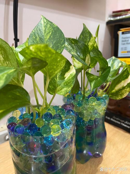 发酵淘米水水培绿萝能浇吗?-第2张图片-吾爱花网 发酵淘米水水培绿萝能浇吗?-第2张图片-吾爱花网