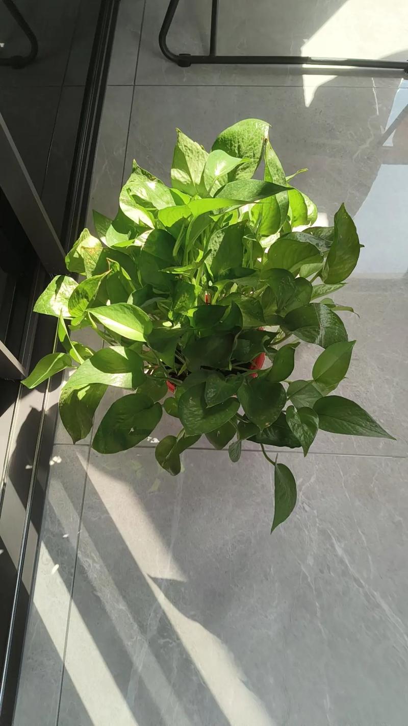 发酵淘米水水培绿萝能浇吗?-第3张图片-吾爱花网 发酵淘米水水培绿萝能浇吗?-第3张图片-吾爱花网