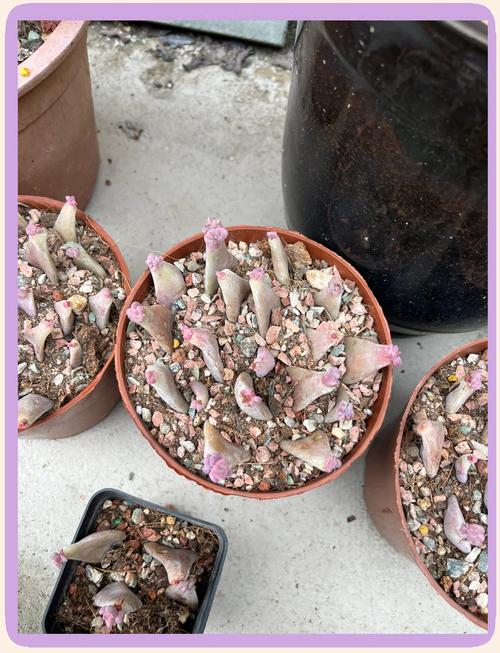 多肉叶片繁殖难?技巧秘诀在这里-第1张图片-吾爱花网 多肉叶片繁殖难?技巧秘诀在这里-第1张图片-吾爱花网