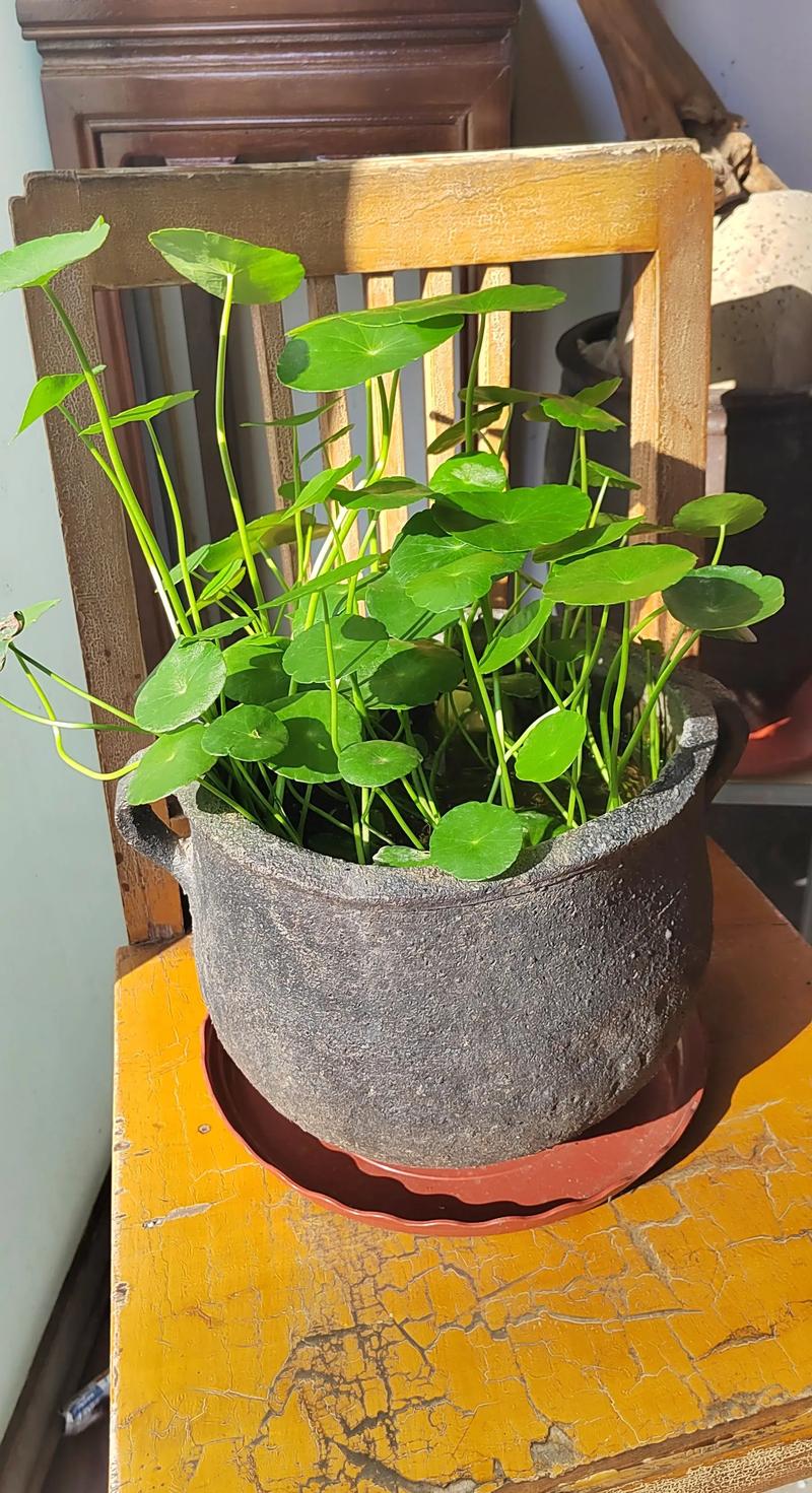 金钱草水培怎么养才能长得好？-第1张图片-吾爱花网