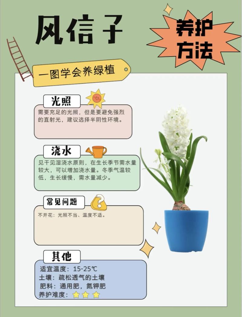 风信子水培几天能发芽？-第2张图片-吾爱花网