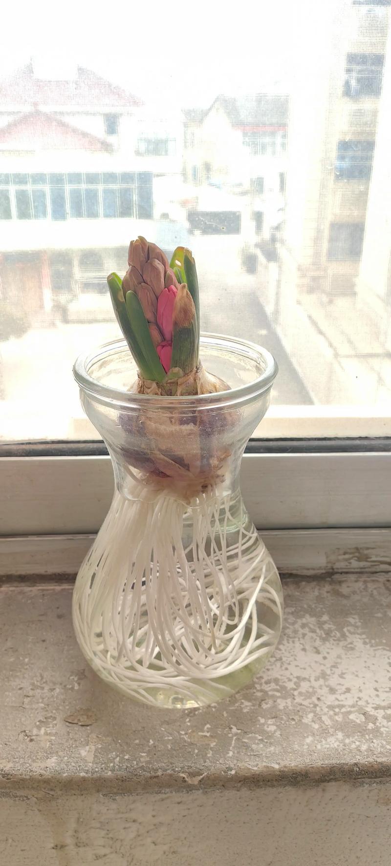 风信子水培几天能发芽？-第1张图片-吾爱花网