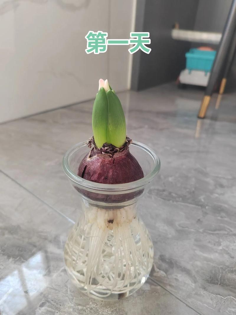 风信子水培几天能发芽？-第3张图片-吾爱花网