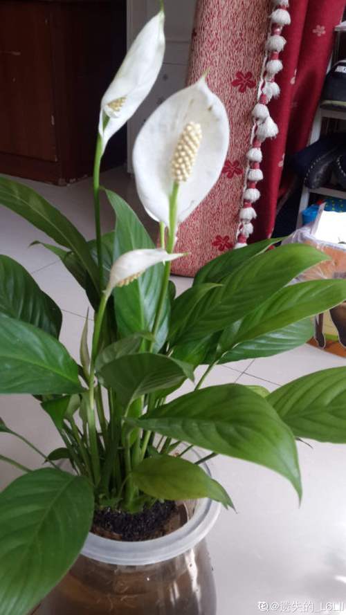 水培白掌黄叶是缺水还是生病了？-第1张图片-吾爱花网