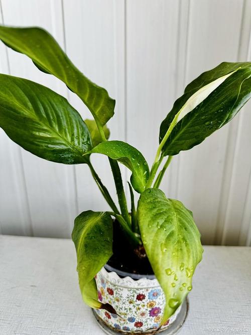 水培白掌黄叶是缺水还是生病了？-第2张图片-吾爱花网