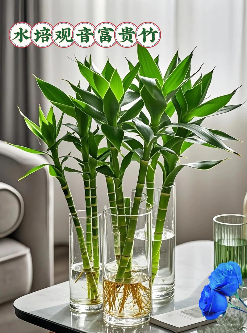 水培富贵竹能直接土栽过冬吗？-第2张图片-吾爱花网