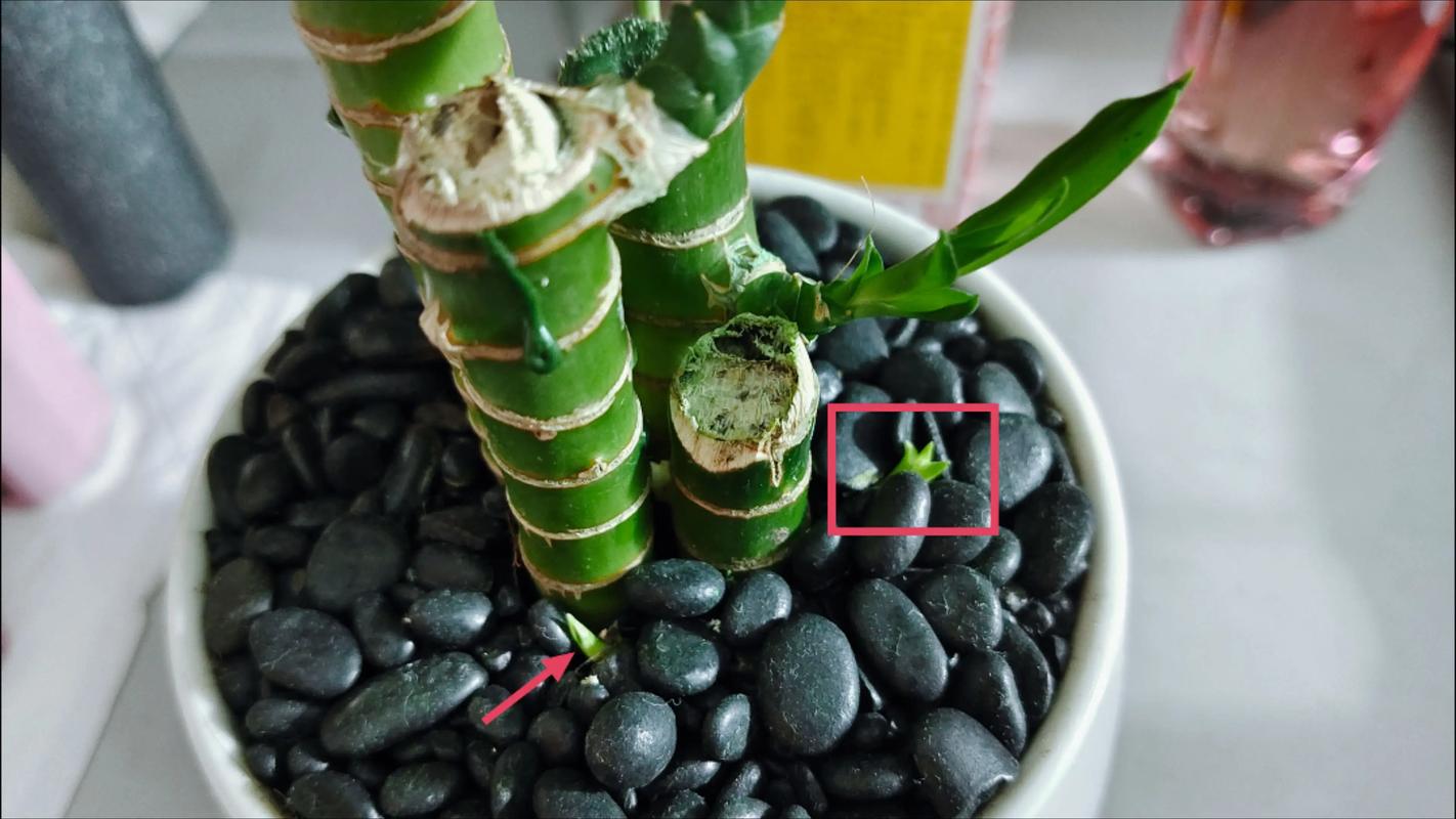 水培富贵竹能直接土栽过冬吗？-第3张图片-吾爱花网