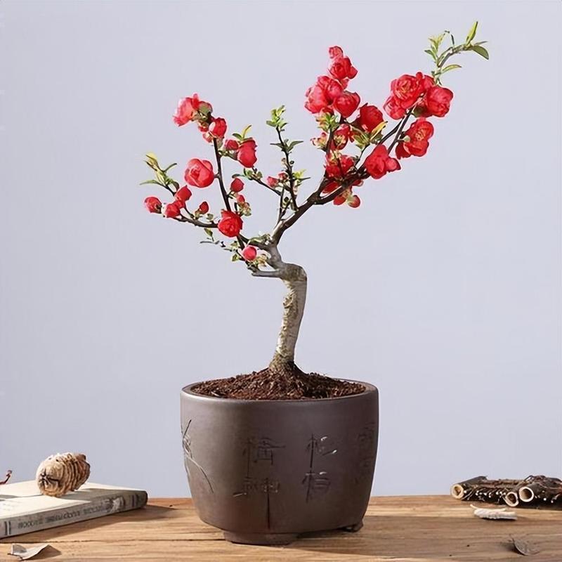 红宝石海棠盆栽怎么养才好?-第1张图片-吾爱花网 红宝石海棠盆栽怎么养才好?-第1张图片-吾爱花网