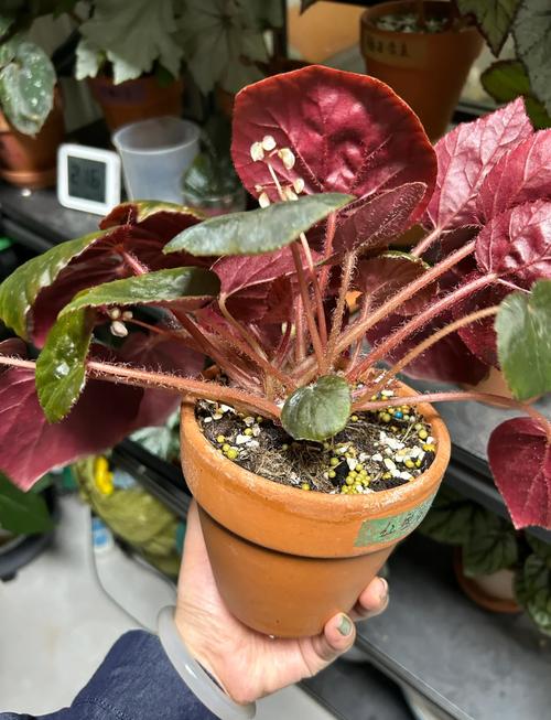 红宝石海棠盆栽怎么养才好?-第2张图片-吾爱花网 红宝石海棠盆栽怎么养才好?-第2张图片-吾爱花网