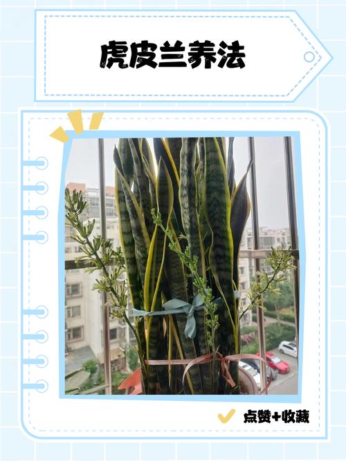 虎皮兰盆栽怎么种才好养？-第1张图片-吾爱花网