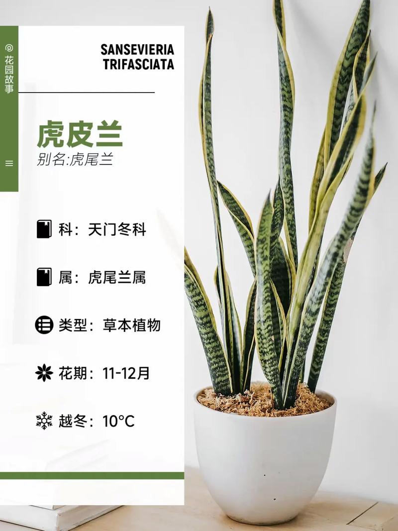 虎皮兰盆栽怎么种才好养？-第3张图片-吾爱花网