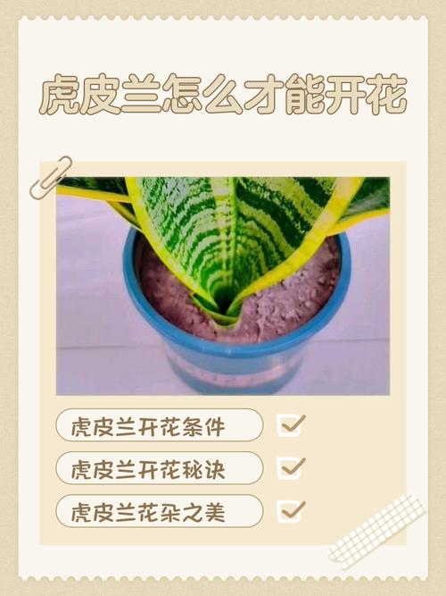 虎皮兰盆栽怎么种才好养？-第2张图片-吾爱花网