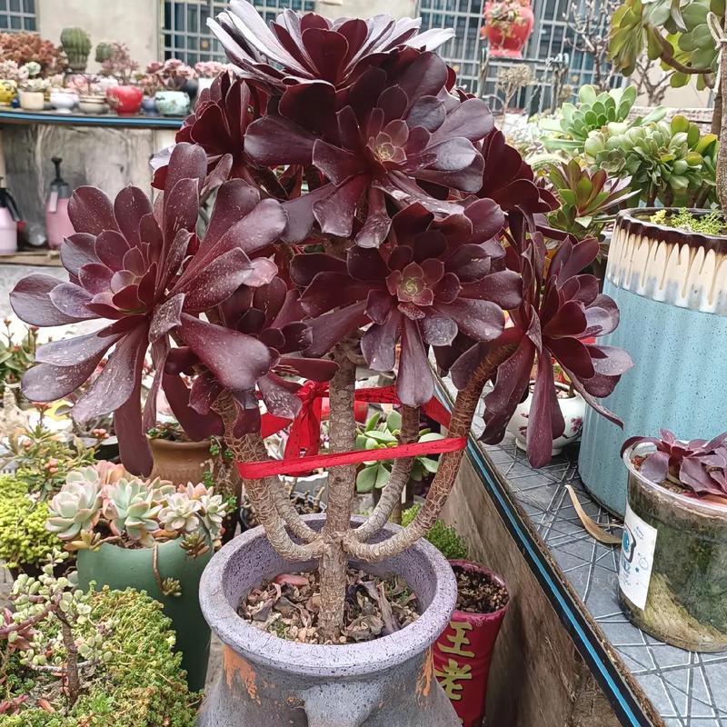 鸡蛋法师多肉怎么养才爆盆？-第2张图片-吾爱花网