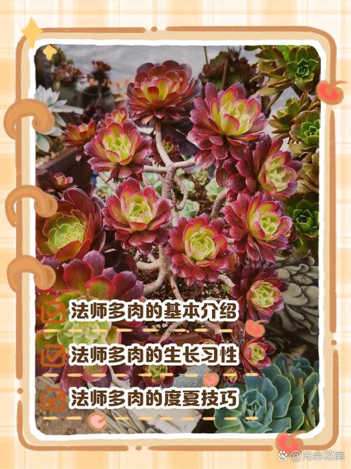鸡蛋法师多肉怎么养才爆盆？-第3张图片-吾爱花网