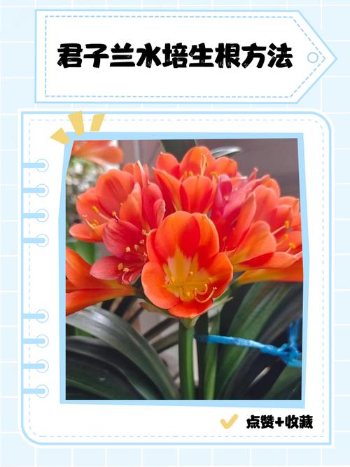 君子兰水培怎么快速生根？-第1张图片-吾爱花网