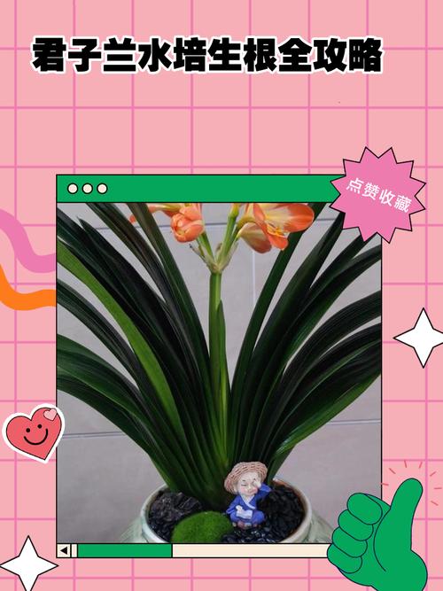 君子兰水培怎么快速生根？-第2张图片-吾爱花网