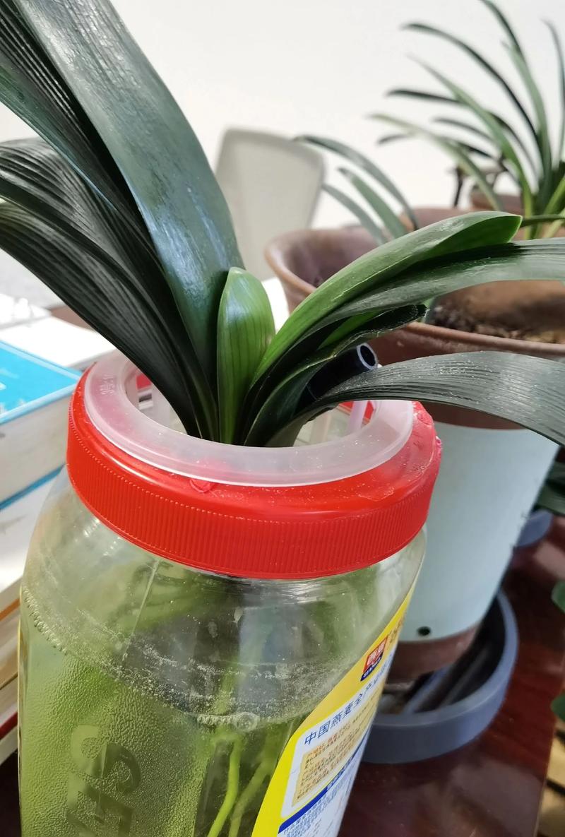 君子兰水培怎么快速生根？-第3张图片-吾爱花网