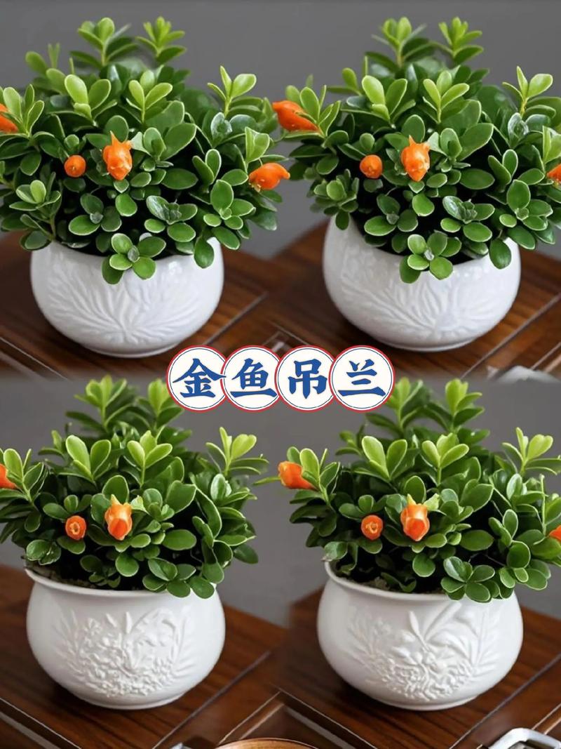 吊兰能直接放金鱼缸水培吗？-第2张图片-吾爱花网