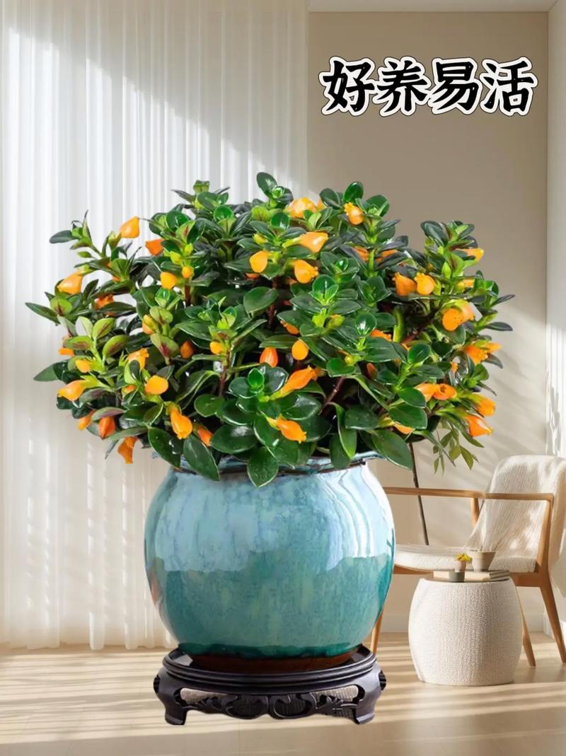 吊兰能直接放金鱼缸水培吗？-第3张图片-吾爱花网