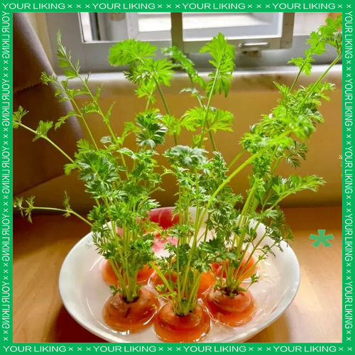 水培胡萝卜能直接转盆栽吗？-第2张图片-吾爱花网