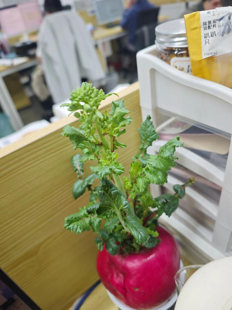 水培胡萝卜能直接转盆栽吗？-第3张图片-吾爱花网