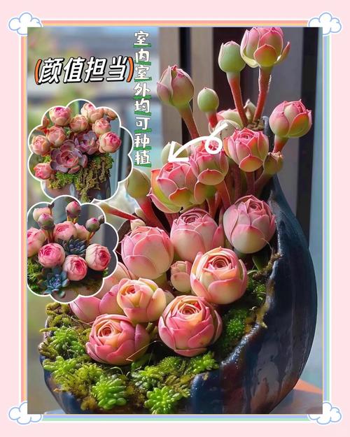 翡翠玫瑰多肉图片有哪些品种?-第2张图片-吾爱花网 翡翠玫瑰多肉图片有哪些品种?-第2张图片-吾爱花网