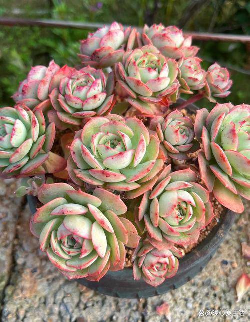 翡翠玫瑰多肉图片有哪些品种？-第3张图片-吾爱花网