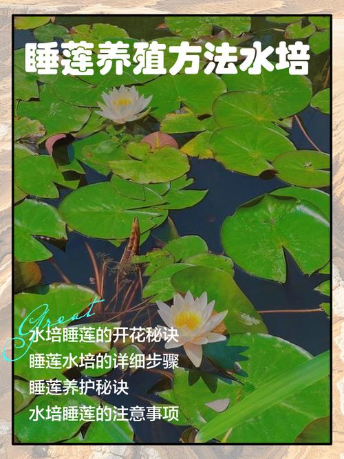 盆栽荷花养殖要注意哪些事项？-第1张图片-吾爱花网