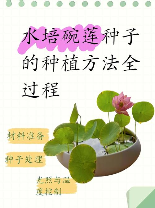 盆栽荷花养殖要注意哪些事项？-第3张图片-吾爱花网