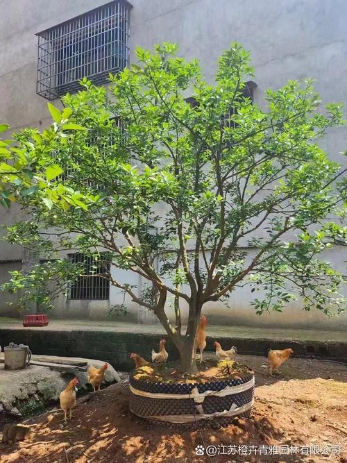 盆栽香橼为何迟迟不开花？-第3张图片-吾爱花网