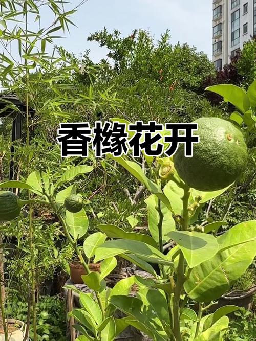 盆栽香橼为何迟迟不开花？-第2张图片-吾爱花网