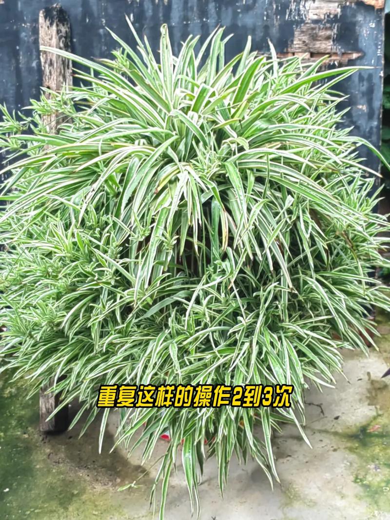 小吊兰何时该从水培转土培？-第1张图片-吾爱花网