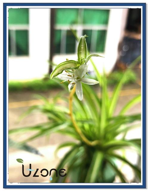 小吊兰何时该从水培转土培？-第2张图片-吾爱花网