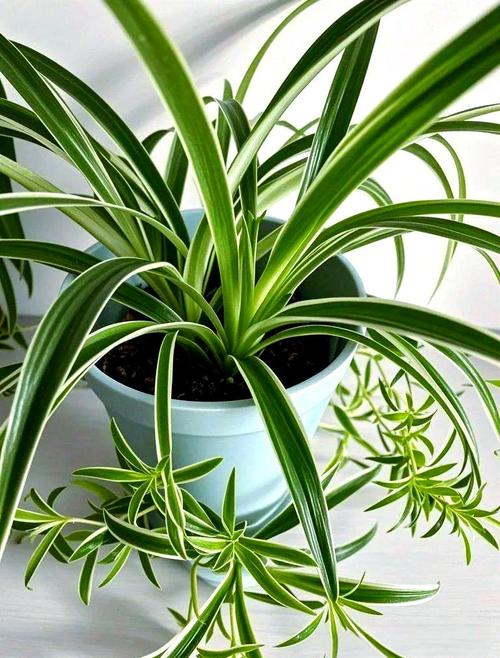 小吊兰何时该从水培转土培？-第3张图片-吾爱花网