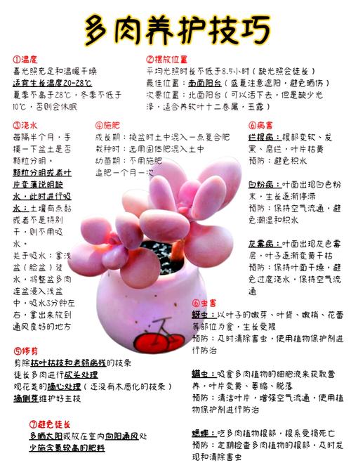 多肉富士怎么养？关键技巧有哪些？-第3张图片-吾爱花网