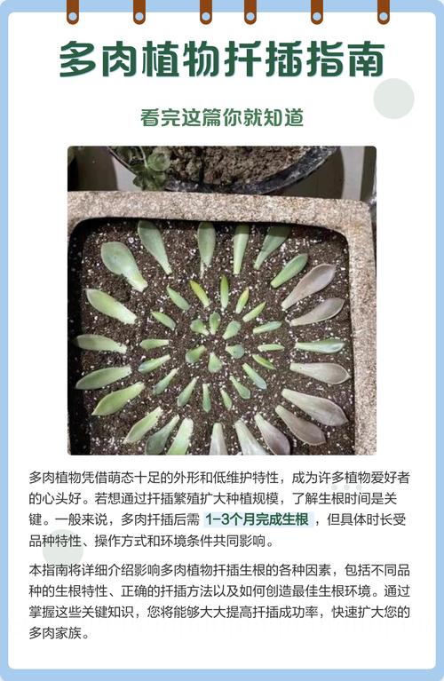 多肉扦插多久能生根？-第1张图片-吾爱花网