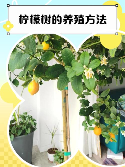 盆栽柠檬最佳种植时间是什么时候？-第1张图片-吾爱花网