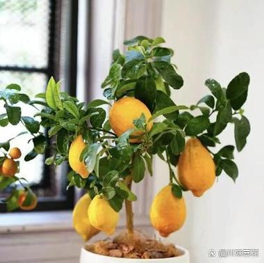 盆栽柠檬最佳种植时间是什么时候？-第2张图片-吾爱花网