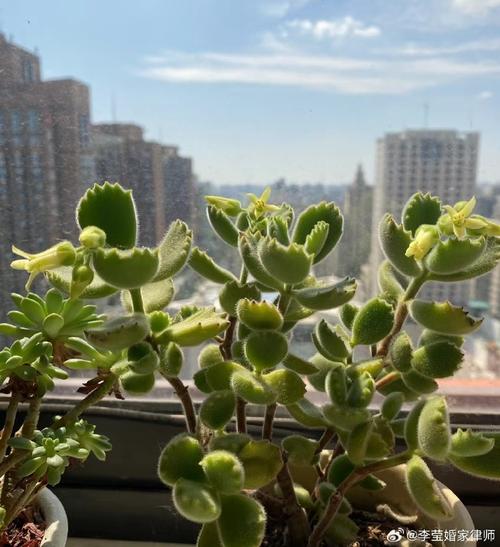 熊掌多肉开花后要剪掉吗？-第3张图片-吾爱花网