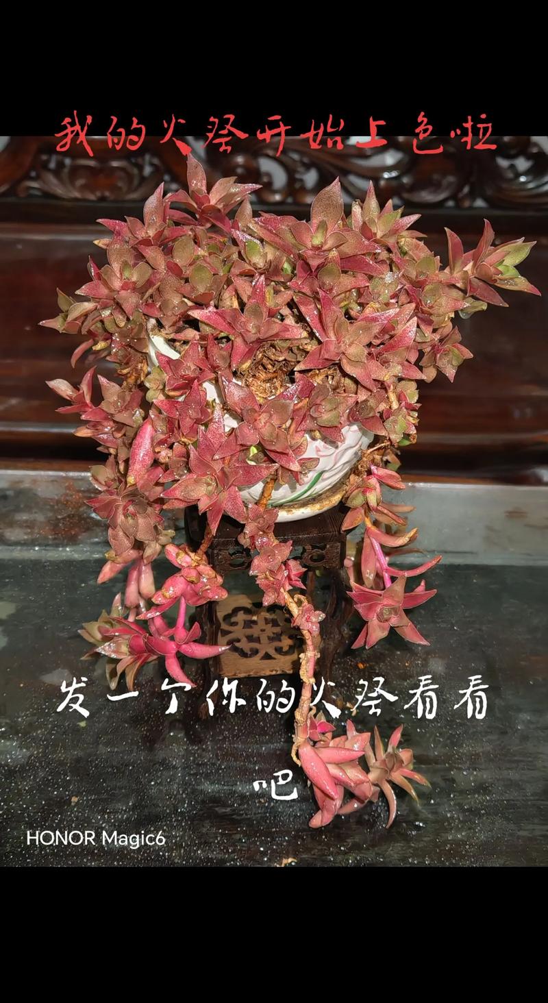 多肉火祭风水摆放有哪些禁忌?-第2张图片-吾爱花网 多肉火祭风水摆放有哪些禁忌?-第2张图片-吾爱花网