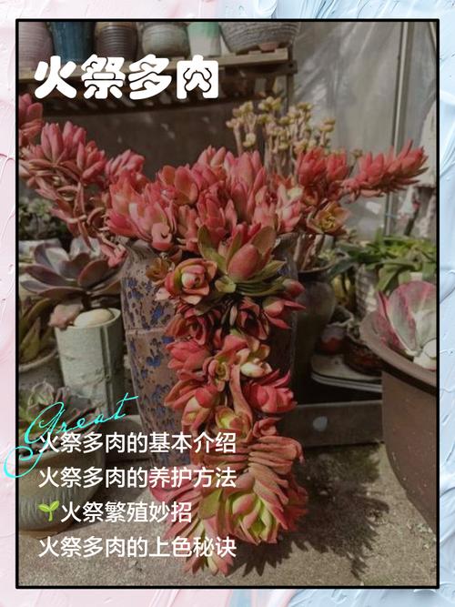 多肉火祭风水摆放有哪些禁忌?-第1张图片-吾爱花网 多肉火祭风水摆放有哪些禁忌?-第1张图片-吾爱花网