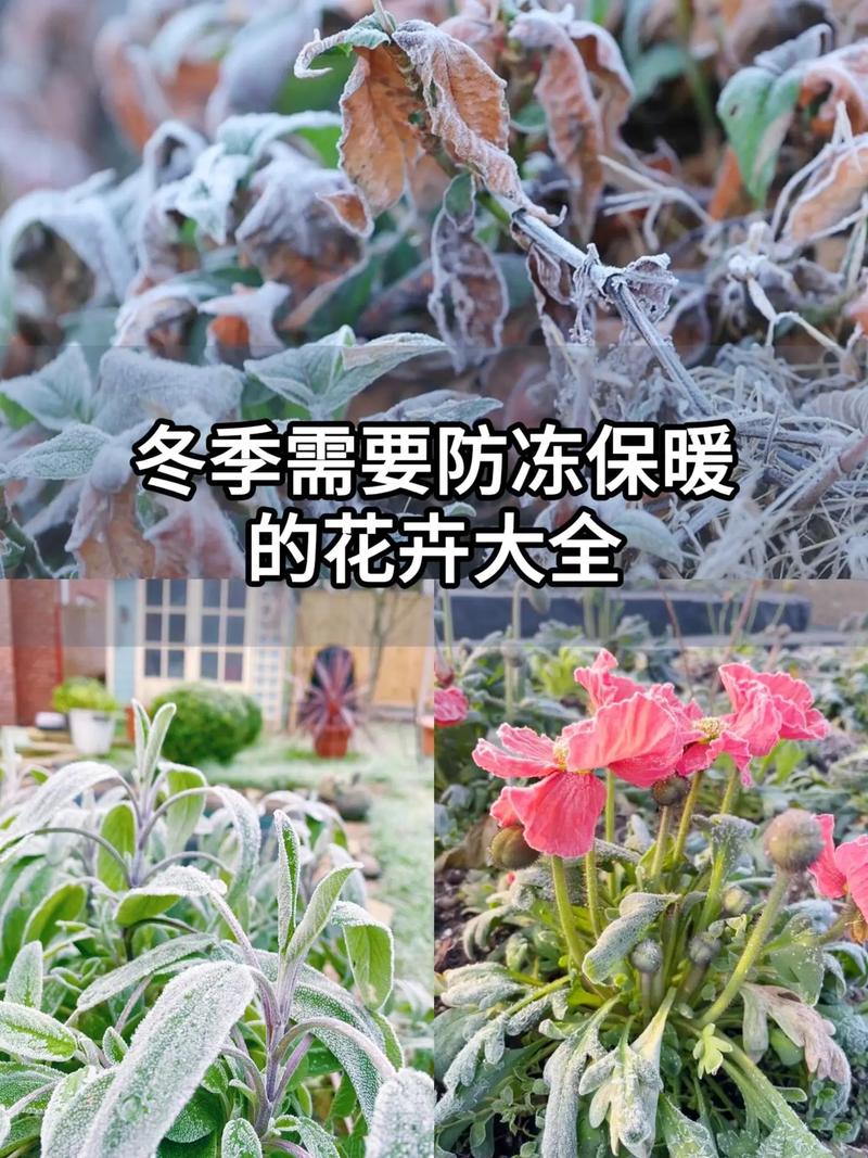 家庭盆栽花草如何安全过冬？-第1张图片-吾爱花网