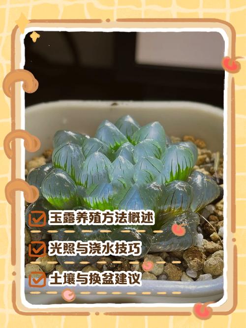 多肉浇水施肥怎么把握？-第3张图片-吾爱花网