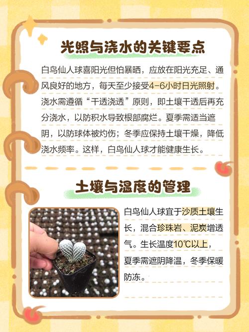 白鸟多肉怎么养才爆盆？-第1张图片-吾爱花网