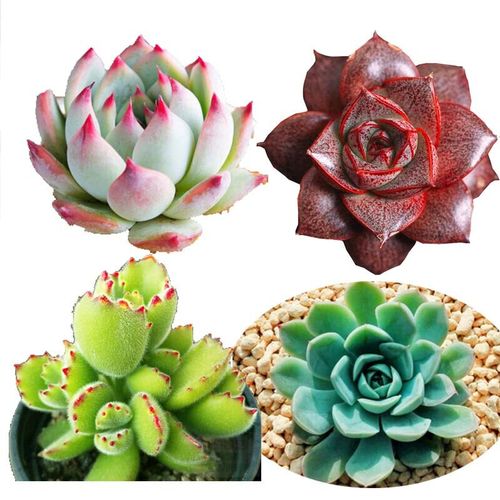 白鸟多肉怎么养才爆盆？-第2张图片-吾爱花网