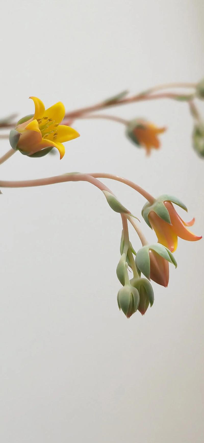 多肉开花这么美？怎么养才能开？-第3张图片-吾爱花网